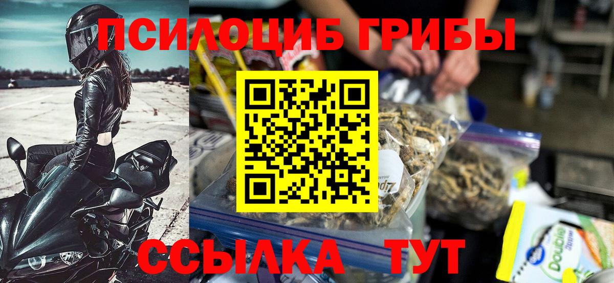 Галлюциногенные грибы Psilocybe Тимашёвск
